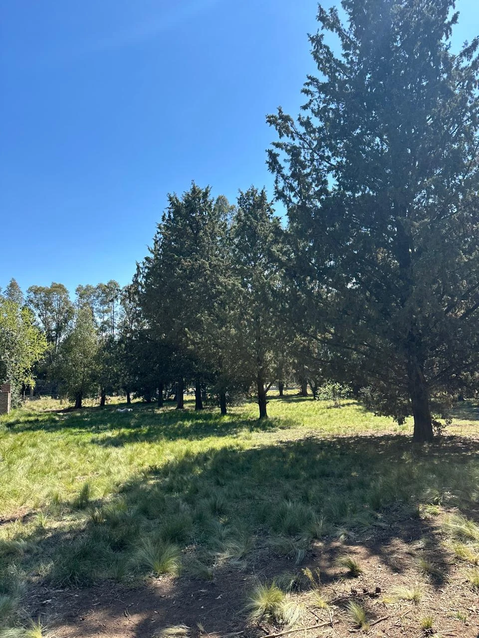 La amplitud del parque de La Caldenia con sus árboles y espacios verdes
